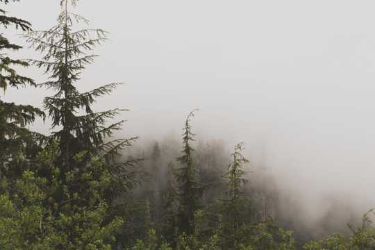 雾气笼罩的丛林图片