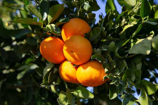 树上成熟柑橘图片