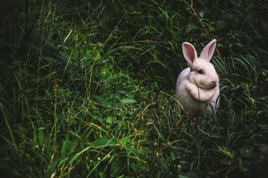 草场里的小兔子图片