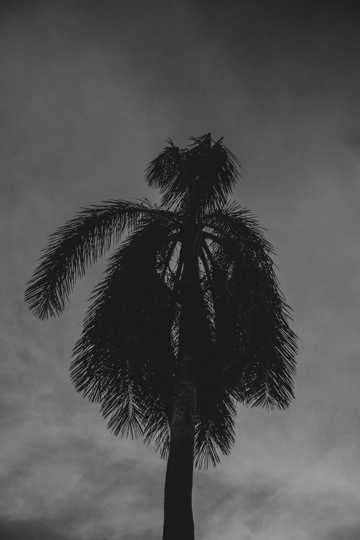 棕榈树剪影图片