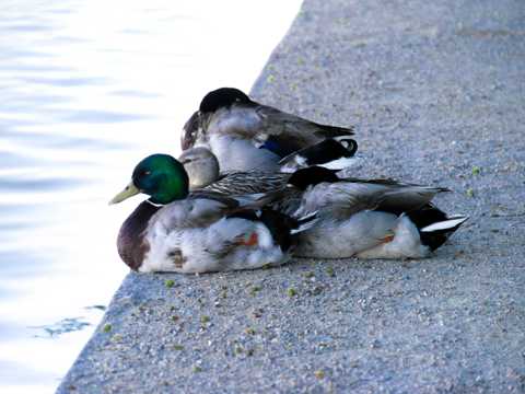 湖畔休憩的鸭子图片