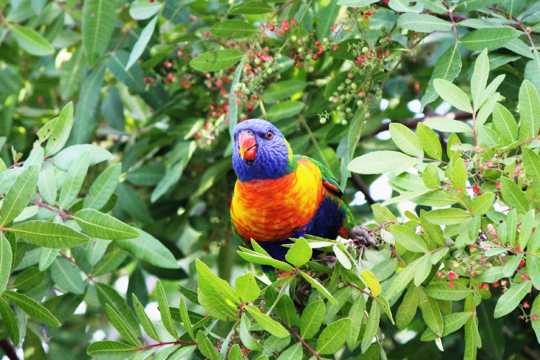 枝头上的彩虹鹦鹉图片