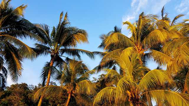 四季景观椰子树图片