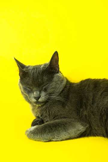 睡觉的灰猫图片