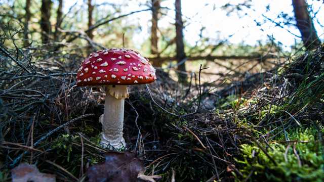 树林红色毒蘑菇图片