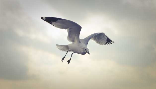 天空漫游的海鸥图片