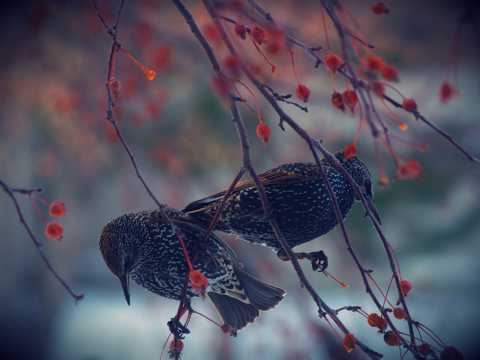 枝头上的紫翅椋鸟图片