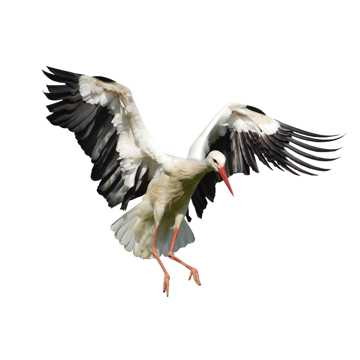 展翅的白鹤图片