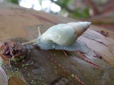 缓慢爬行的蜗牛图片