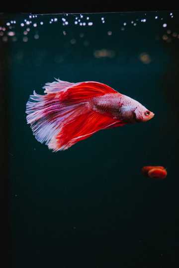 水中红色金鱼图片