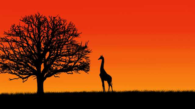 落日中的树木长颈鹿剪影图片