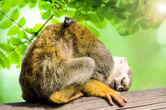 趴在树上睡觉的猴子图片