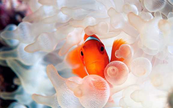 色彩斑斓的海葵鱼图片