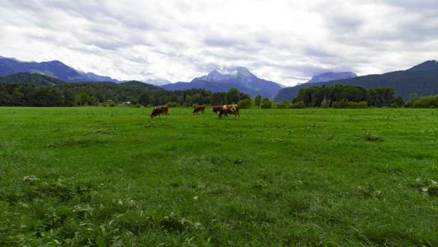 巴伐利亚草坪景观图片
