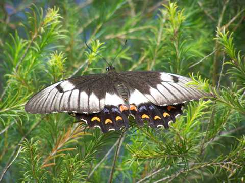 灌木丛的燕尾蝶图片