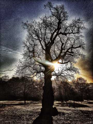 傍晚大树剪影光景图片