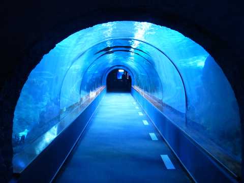 梦幻的水族馆海底隧道