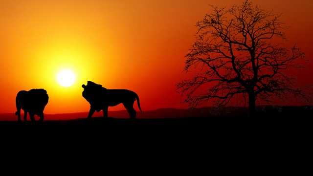 落日下的狮子树木剪影图片
