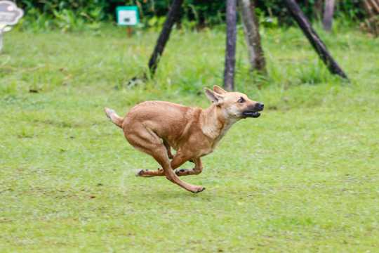 奔跑的猎犬图片
