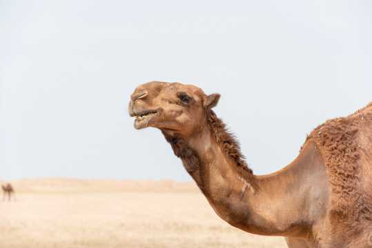 骆驼头部图片