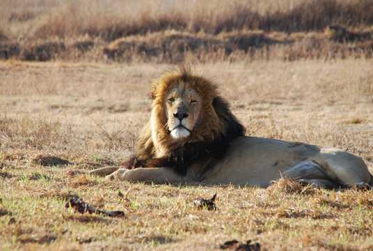 非洲狮子生活图片