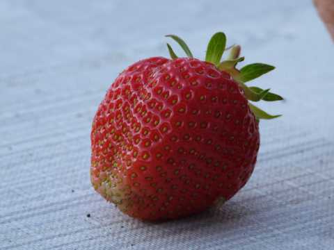 成熟草莓特写图片