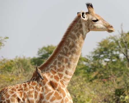 纳米比亚长颈鹿图片