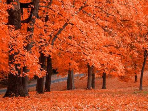 秋季红色枫叶林图片