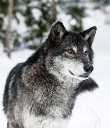 雪地上的灰狼图片