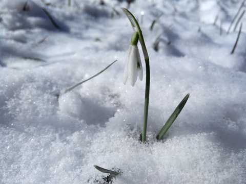 雪地鲜花图片