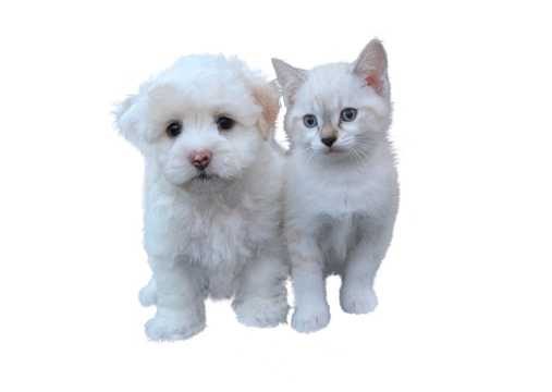 可人的猫咪和狗狗图片