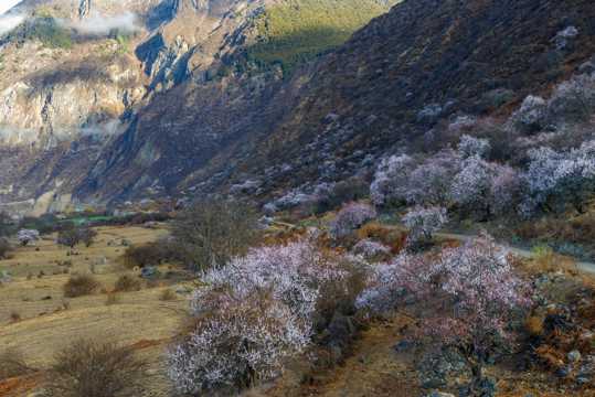 西藏林芝桃花景致图片