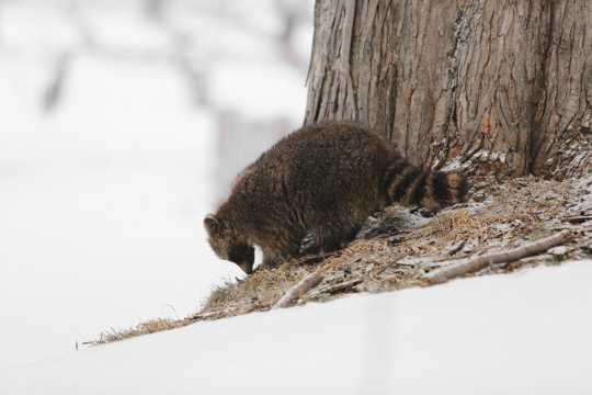 雪地里的浣熊图片