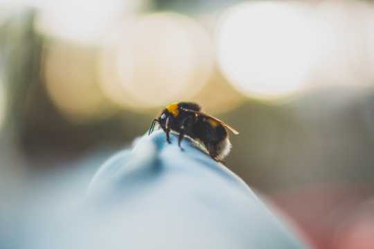 蜜蜂嗡嗡照相图片
