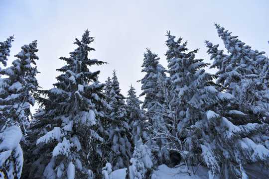 冬日树木积雪图片