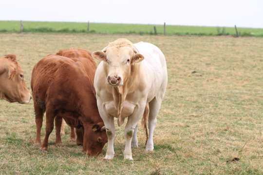 农牧区奶牛图片