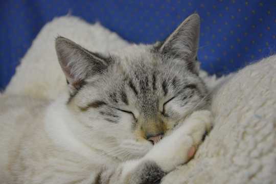 睡觉的英短猫图片
