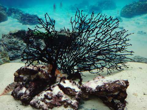 唯美多彩的珊瑚图片