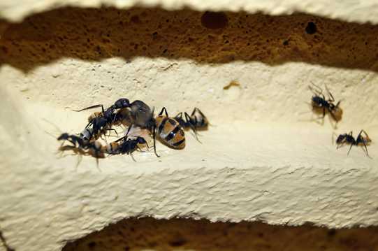 蚂蚁微距照相图片