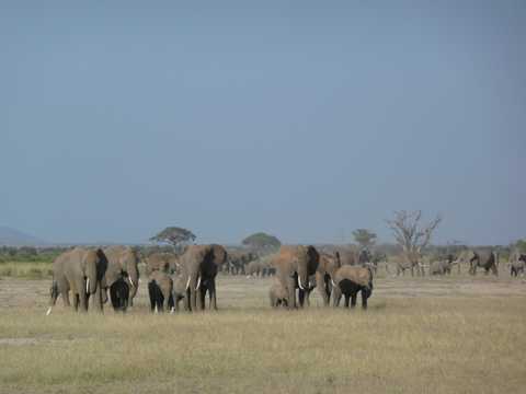 草坪非洲象图片