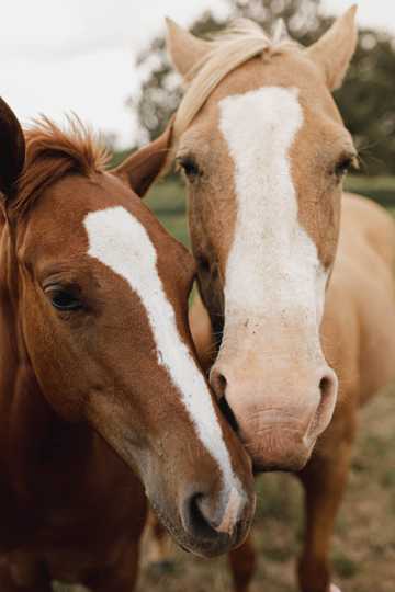 两匹马相亲恩爱图片