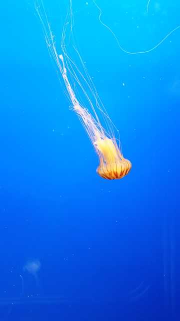 太平洋海刺水母图片