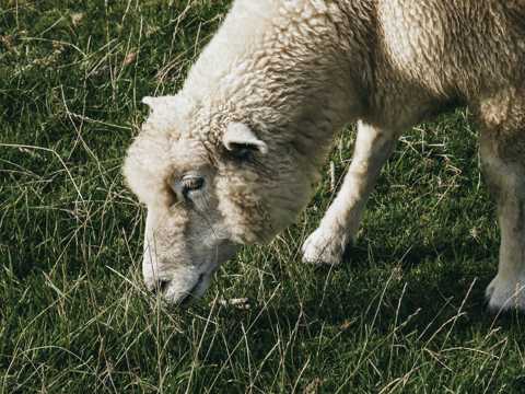 可人的绵羊吃草图片