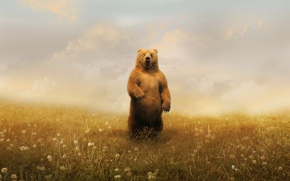 草原上的可爱棕熊