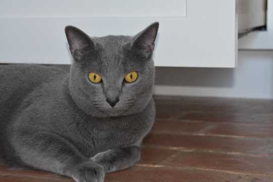 可人灰色猫图片