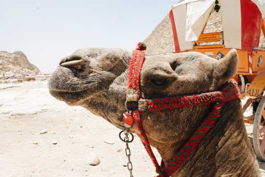 大漠中骆驼头部特写图片