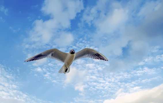 展翅飞行海鸥图片