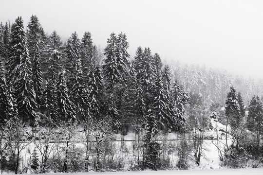 冬日的树林黑白图片