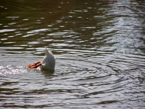 湖中戏水的鸭子图片
