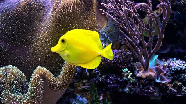 海底漂亮小黄鱼图片